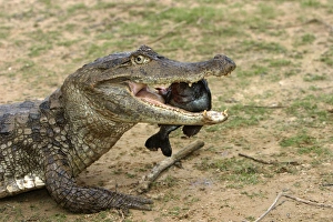 Caimans Collection: Picture No. 10786843