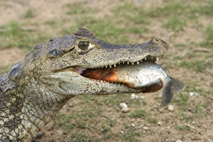 Caimans Collection: Picture No. 10786844
