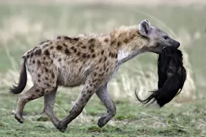 Hyaena Prints: Picture No. 10787219