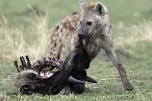 Carcasses Prints: Picture No. 10787227