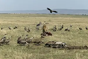 Carcasses Prints: Picture No. 10787239
