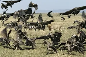 Carcasses Prints: Picture No. 10787241