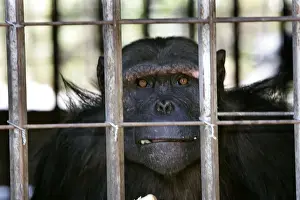 Chimps Prints: Picture No. 10787332