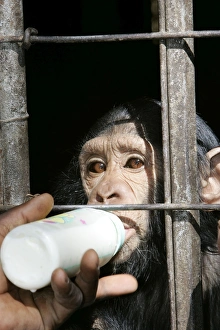 Cage Collection: Picture No. 10787337