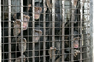 Cage Collection: Picture No. 10787338
