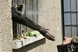 Cage Collection: Picture No. 10787378