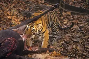 Carcasses Prints: Picture No. 10788594