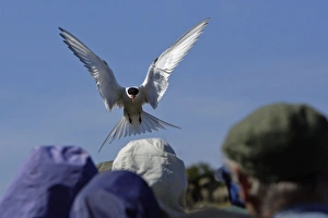 Hovering Collection: Picture No. 10789477