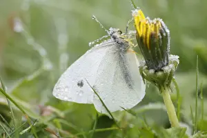 Frosted Prints: Picture No. 10792194