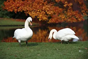Cygnus Prints: Picture No. 10792207