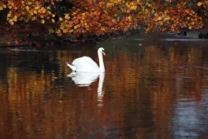 Cygnus Prints: Picture No. 10792210
