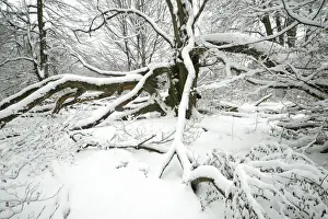 Beeches Prints: Picture No. 10792243
