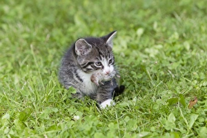 Images Dated 30th June 2011: Picture No. 10792834