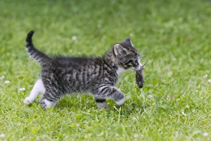 Images Dated 30th June 2011: Picture No. 10792835
