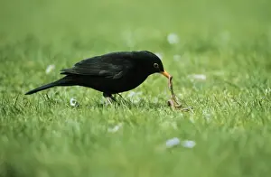 Turdus Prints: Picture No. 10793139