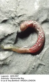 Worms Prints: Picture No. 10847764