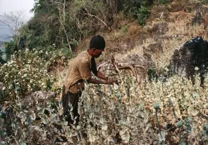 Farmers Prints: Picture No. 10847857