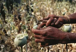 Farmer Prints: Picture No. 10847858