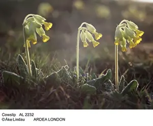 Cowslip Prints: Picture No. 10847909