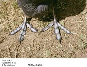Coots Prints: Picture No. 10847955