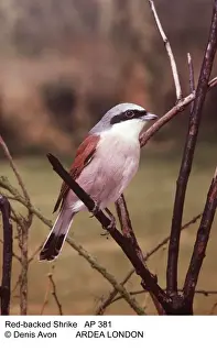 Shrikes Prints: Picture No. 10847956