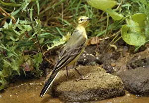 Motacilla Prints: Picture No. 10848032