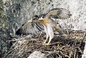 Buteo Prints: Picture No. 10848125