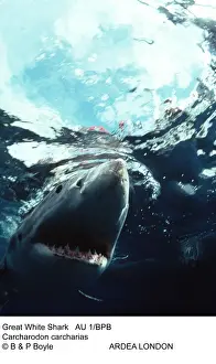 Carcharodon Prints: Picture No. 10848228