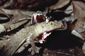 Fangs Prints: Picture No. 10848231