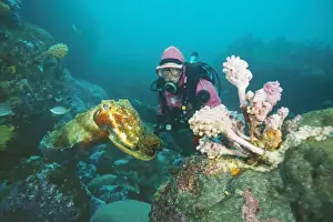 Cuttlefish Prints: Picture No. 10848313