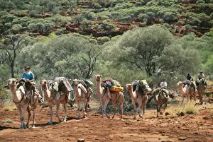 Camels Prints: Picture No. 10848338
