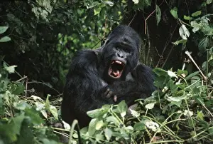 Congo Prints: Picture No. 10848354