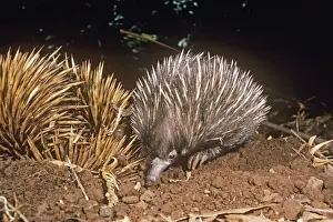 Spiny Prints: Picture No. 10848375