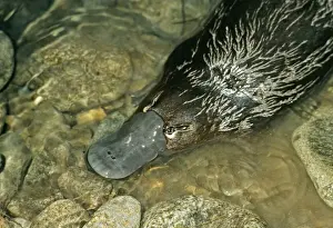 Beaks Prints: Picture No. 10848379