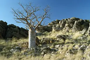 Baobabs Prints: Picture No. 10848384