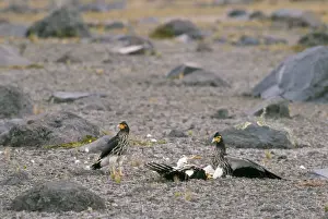 Caracara Prints: Picture No. 10848420