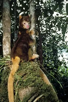 Dendrolagus Prints: Picture No. 10848436