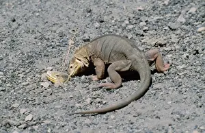 Iguanas Prints: Picture No. 10848506