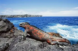 Iguanas Prints: Picture No. 10848507