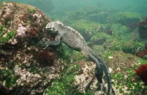 Iguanas Prints: Picture No. 10848510