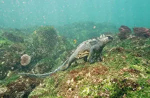 Iguanas Prints: Picture No. 10848511