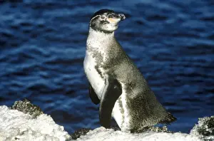 Spheniscus Prints: Picture No. 10848528