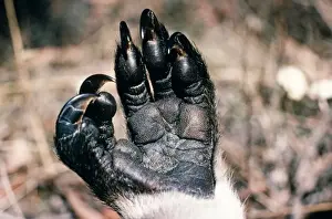 Hand Prints: Picture No. 10848546