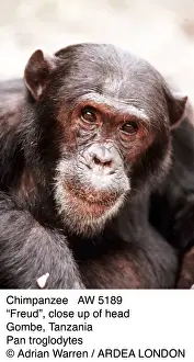 Chimps Prints: Picture No. 10848674