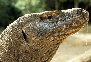 Komodo Prints: Picture No. 10848727