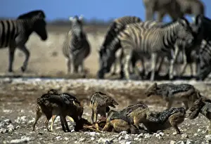 Jackal Prints: Picture No. 10848736