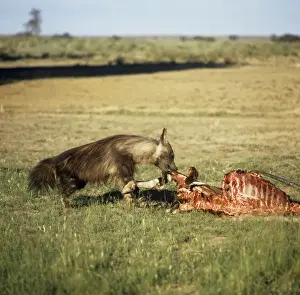Carcasses Prints: Picture No. 10848898