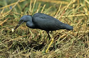 Egretta Prints: Picture No. 10848946