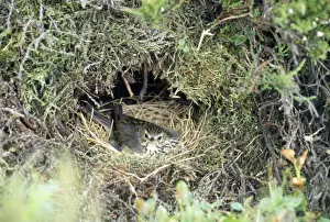 Pipit Prints: Picture No. 10849099