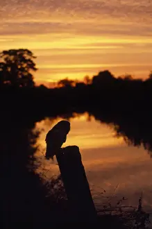 Alba Prints: Picture No. 10849136
